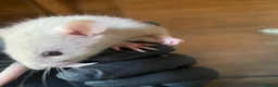 Rat rodents for sale: 6 male rats for sale  - Advert 5