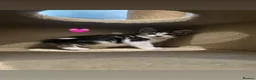 Mixed Breed cats for sale: Kittens  - Advert 24