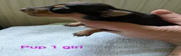 Miniature Pinscher dogs for sale: Miniature Pinscher Pups seen with mum & dad  in Market Drayton - Advert 23