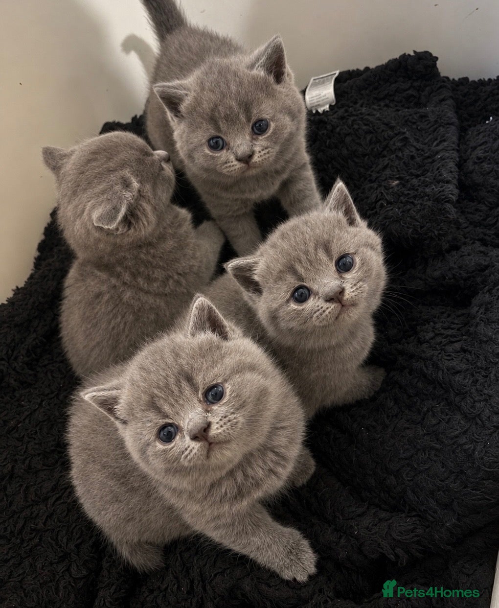 British Shorthair cats *2 Females remaining* British shorthair kittens💛 - Advert 2