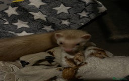 Ferret rodents for sale: 2 male ferret hobs  - Image 5