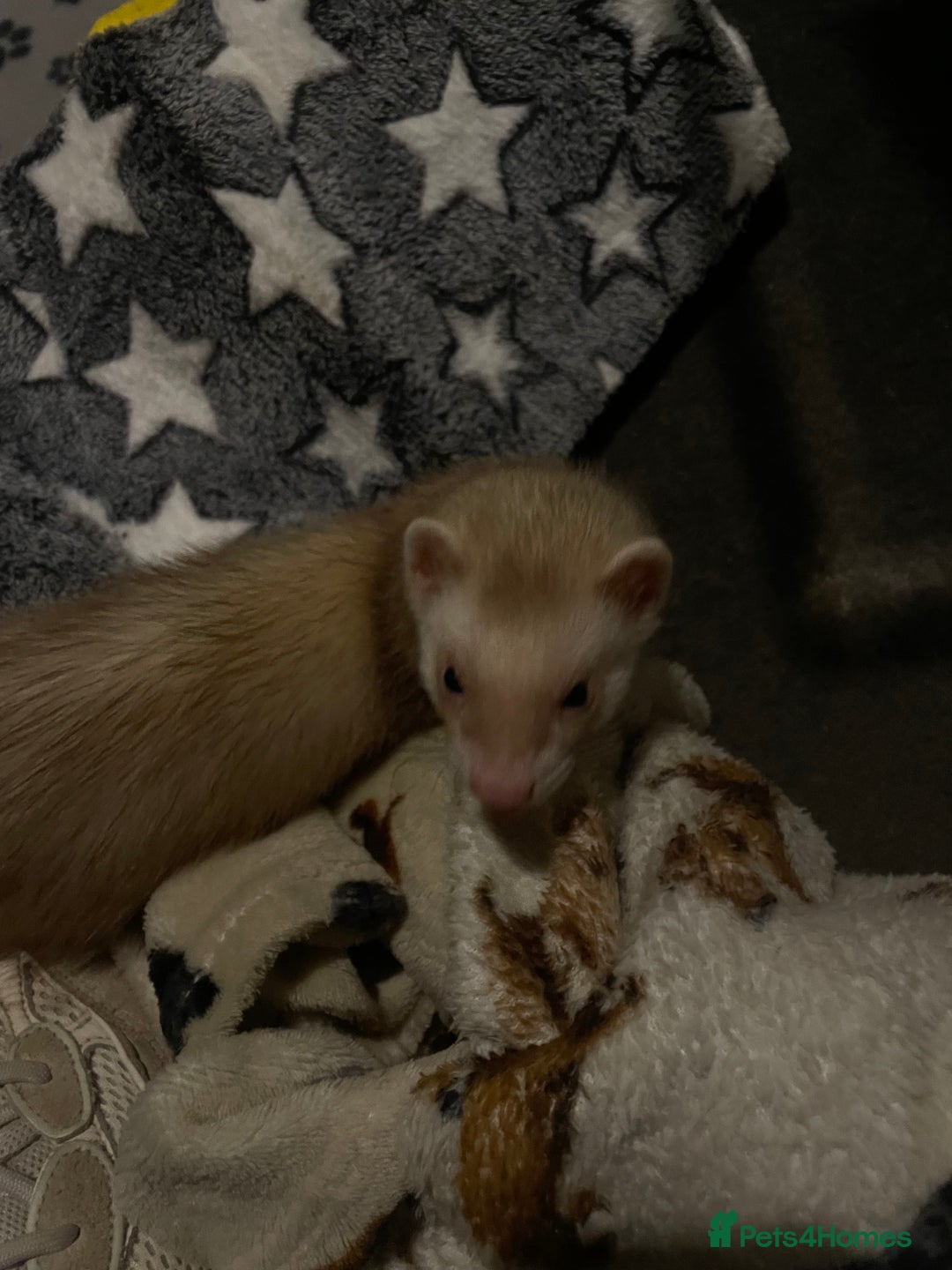 Ferret rodents for sale: 2 male ferret hobs  - Image 5