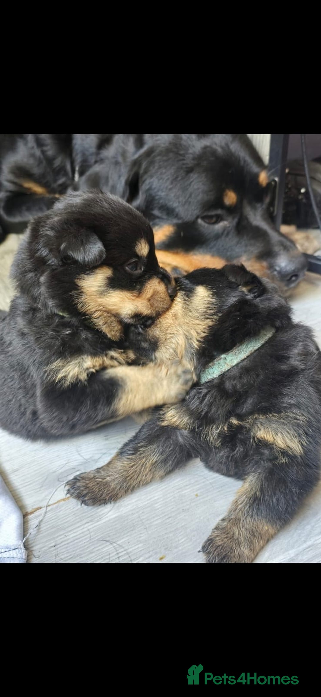Rottweiler dogs for sale: KENNEL CLUB Rottweiler pups - Image 4