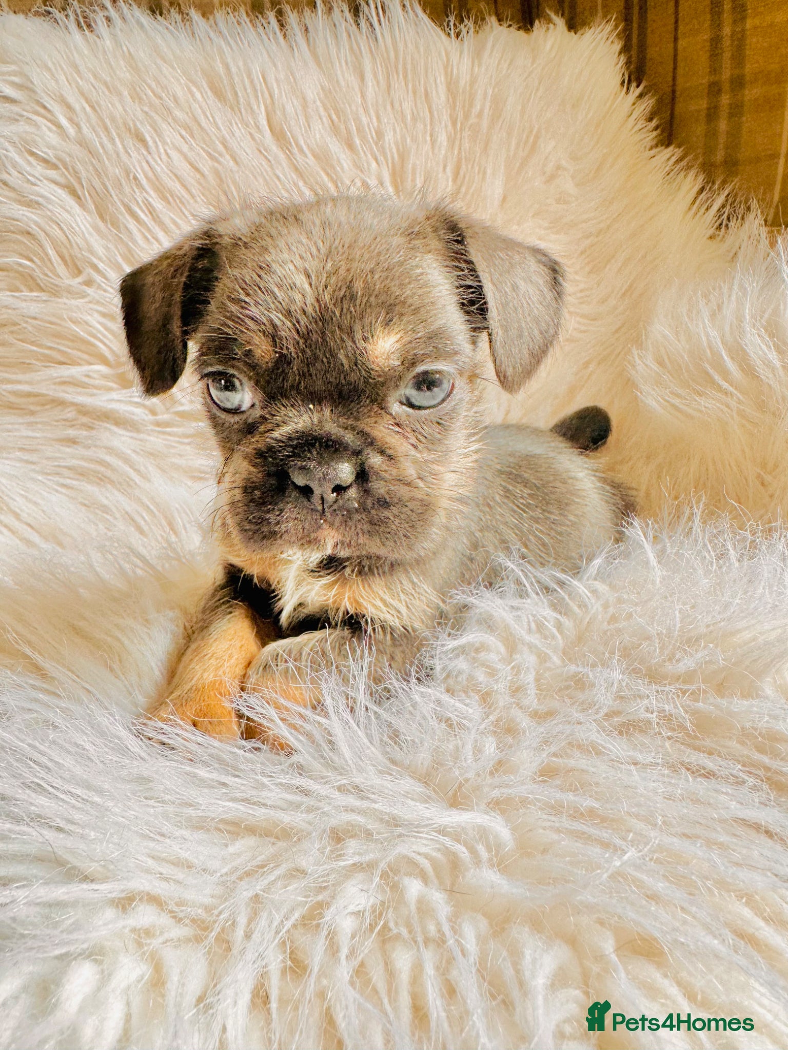 Mixed Breed dogs for sale: Shih Tzu x Frenchie pups - Advert 7