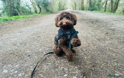Labradoodle dogs for sale:  Mini toy labradoodle needing a new home  - Image 14