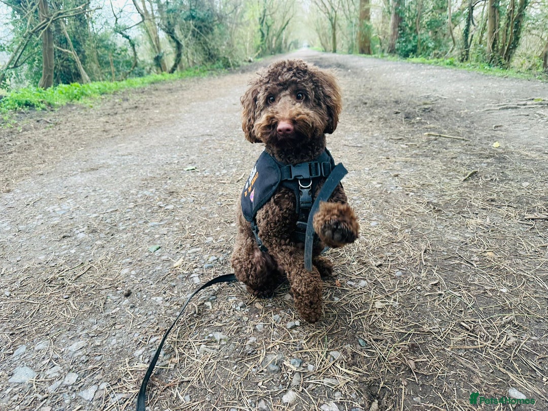 Labradoodle dogs for sale:  Mini toy labradoodle needing a new home  - Image 14