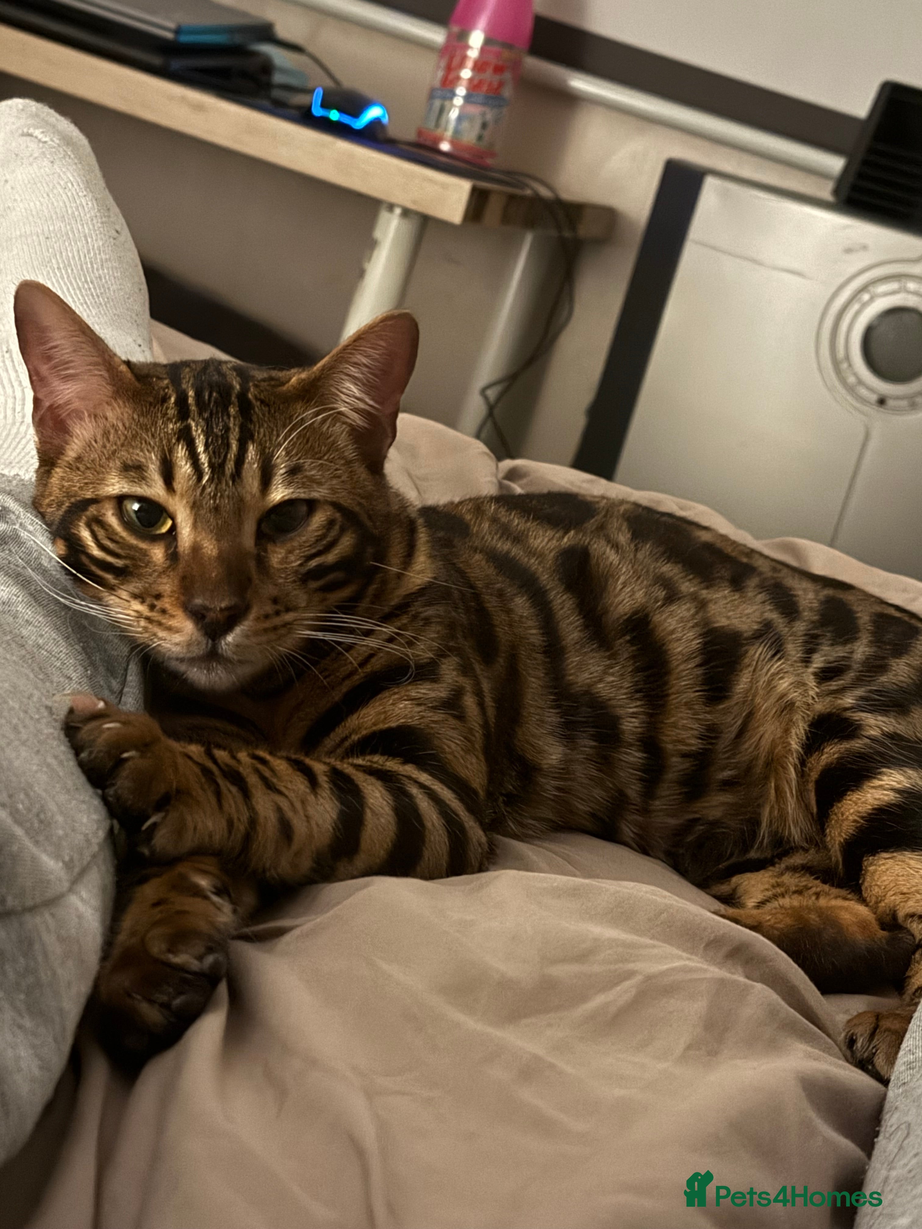 Bengal cats 2 x male bengal cats FREE - Advert 1