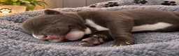 Staffordshire Bull Terrier dogs for sale: Outstanding litter  blue brindle white kc staffys - Advert 8