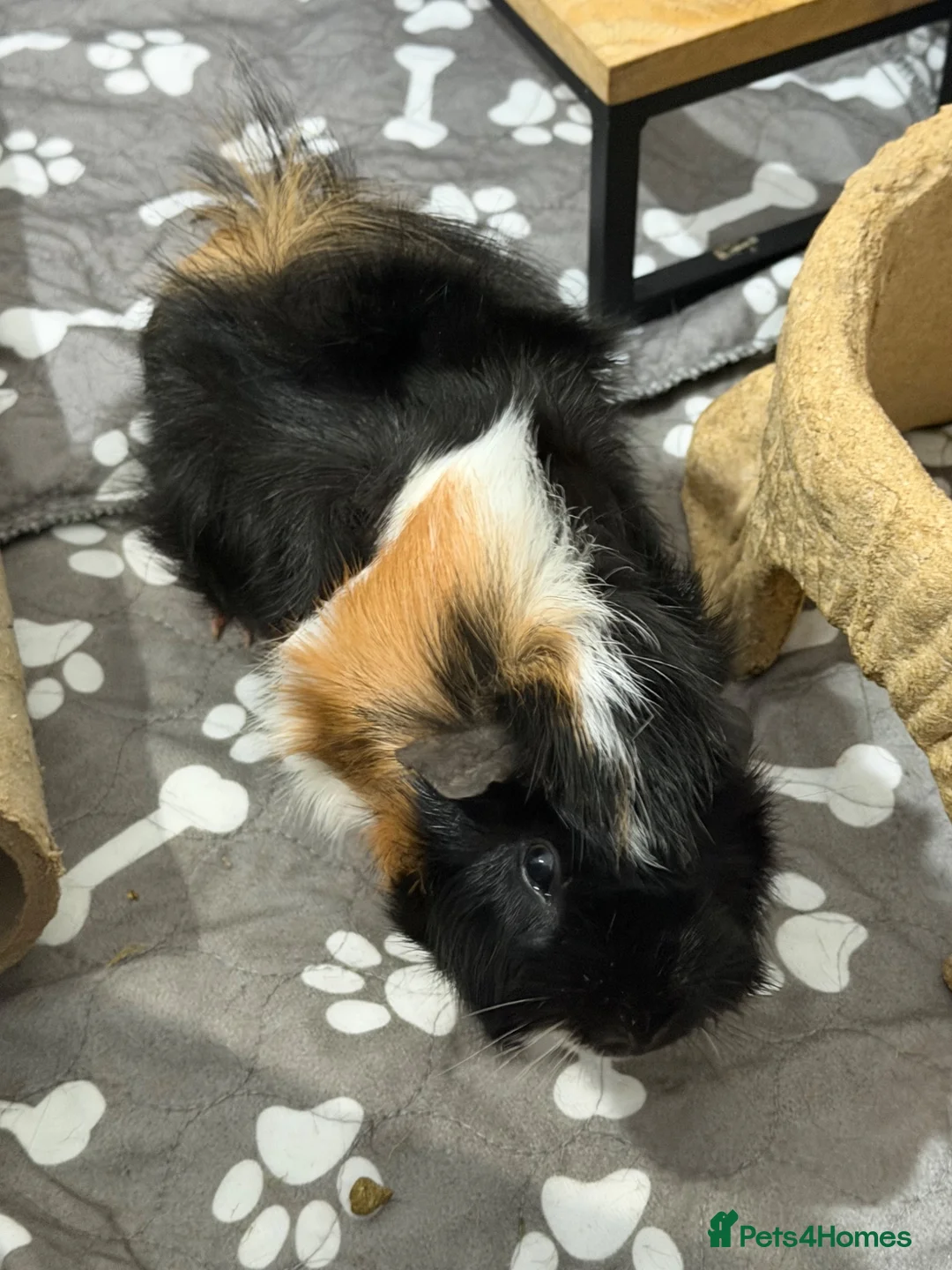 Guinea Pig rodents for sale: 2 brother male guinea pigs looking for a new home  in Whitby - Advert 2