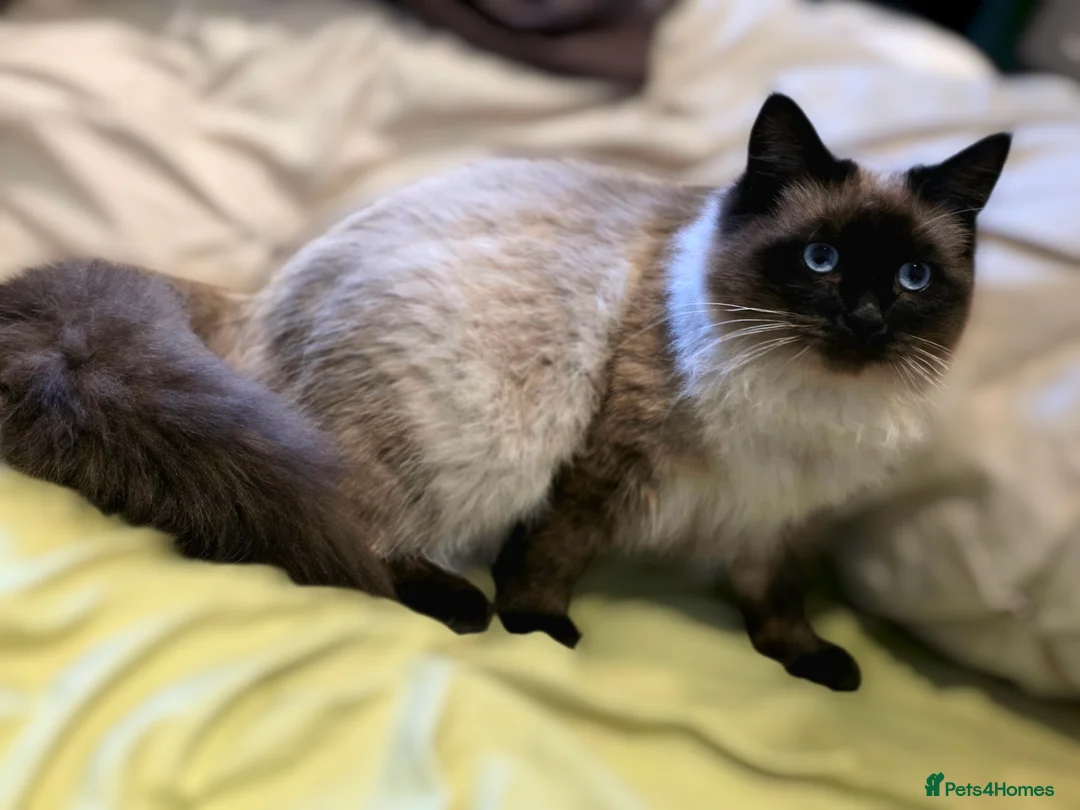 Siberian cats for sale: Milkcake , Sibetian  in High Wycombe - Advert 1