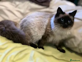 Siberian cats Milkcake , Sibetian - Advert 2