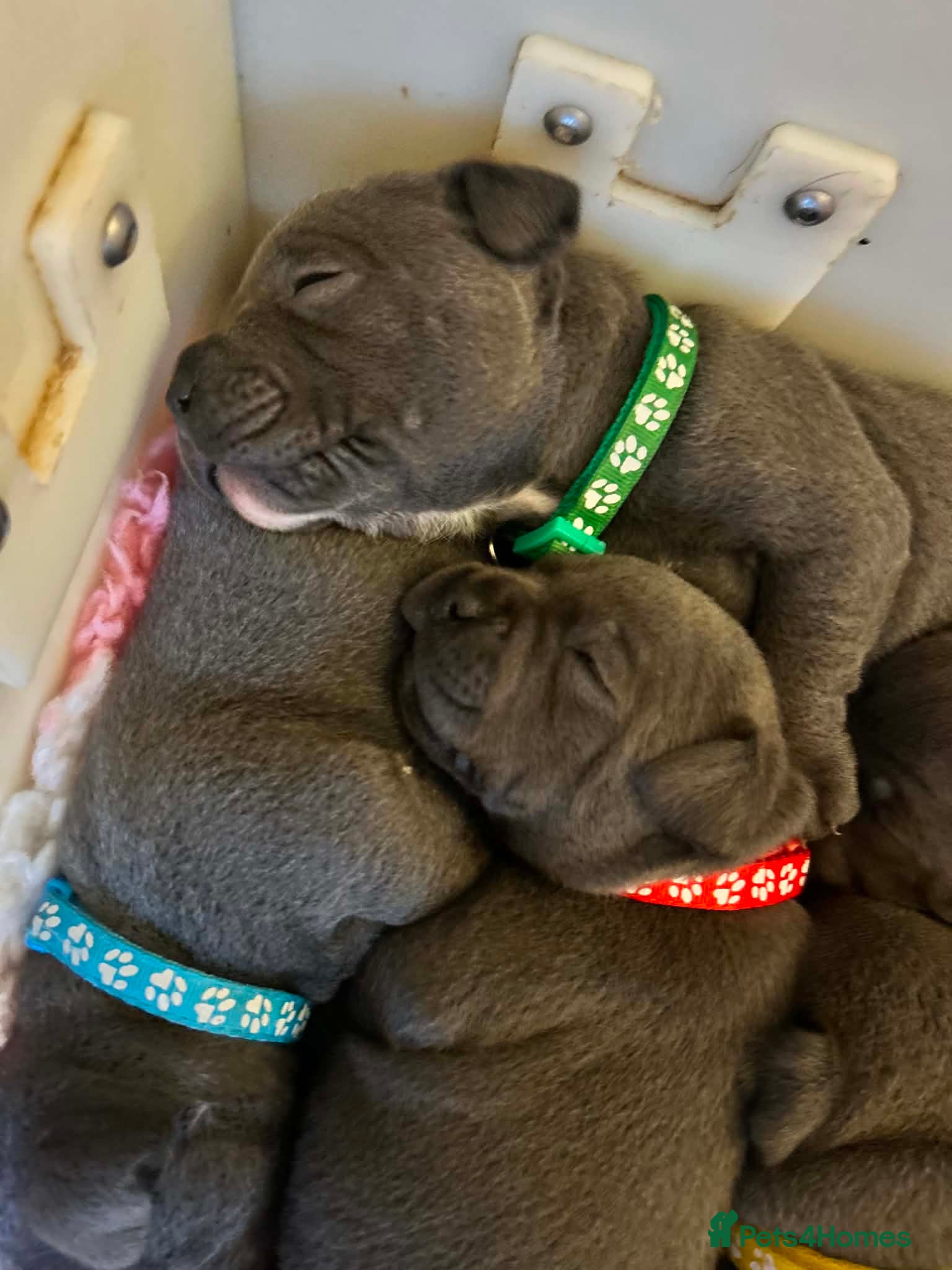 Staffordshire Bull Terrier dogs for sale: Top pedigree blue Staffordshire bull terriers in Glasgow - Advert 3