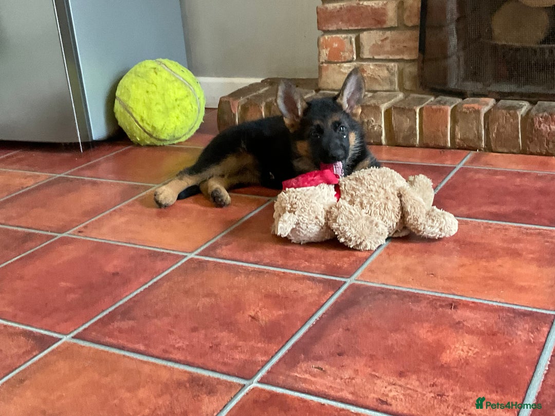 German Shepherd dogs for sale: 25 years experience  breeding German Shepherds - Image 21