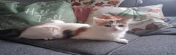 Mixed Breed cats for sale: Two beautiful kittens  in Peterborough - Advert 1