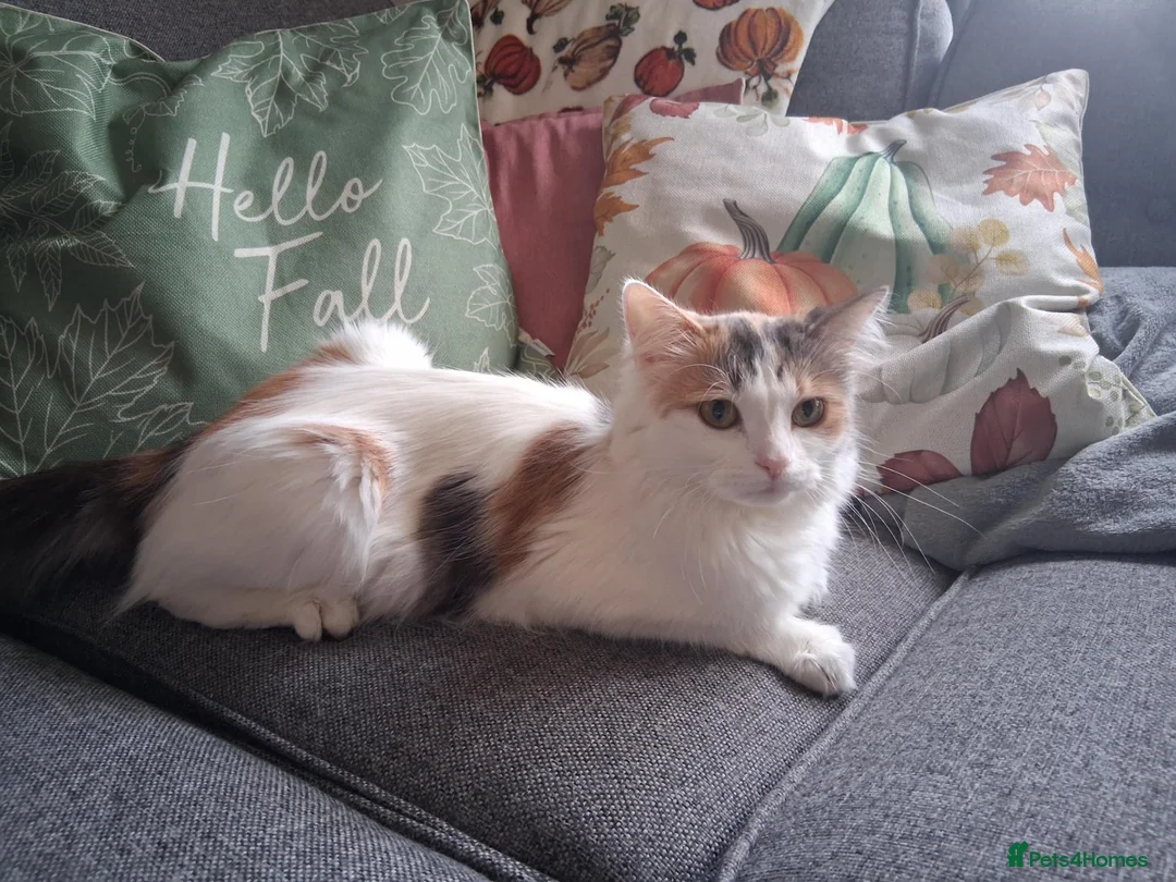 Mixed Breed cats for sale: Two beautiful kittens  in Peterborough - Advert 1