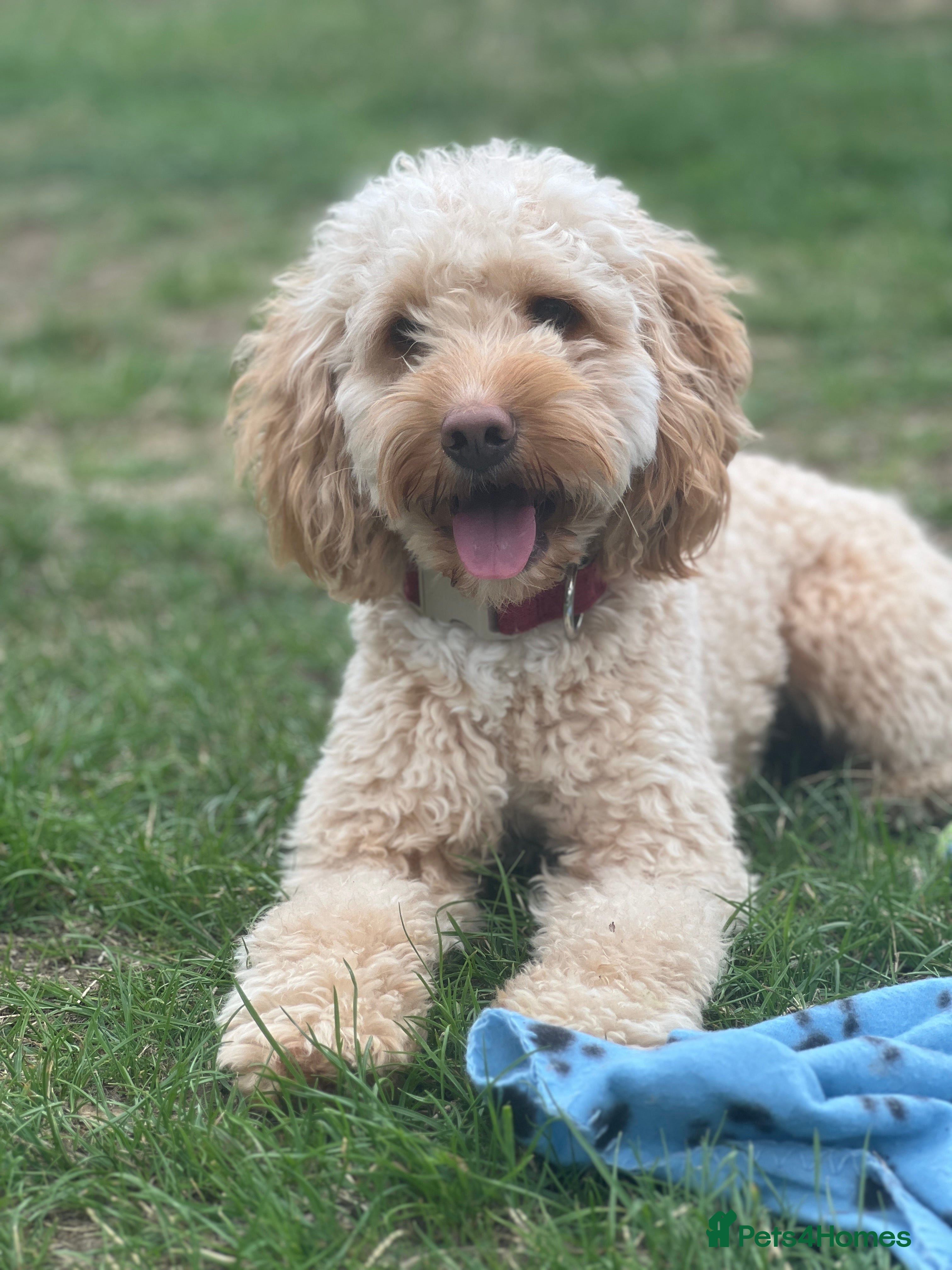 Cockapoo dogs Cockapoo for Stud - Advert 6