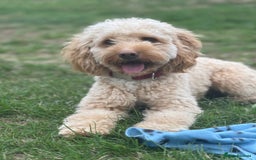 Cockapoo dogs for stud: Cockapoo for Stud - Image 1