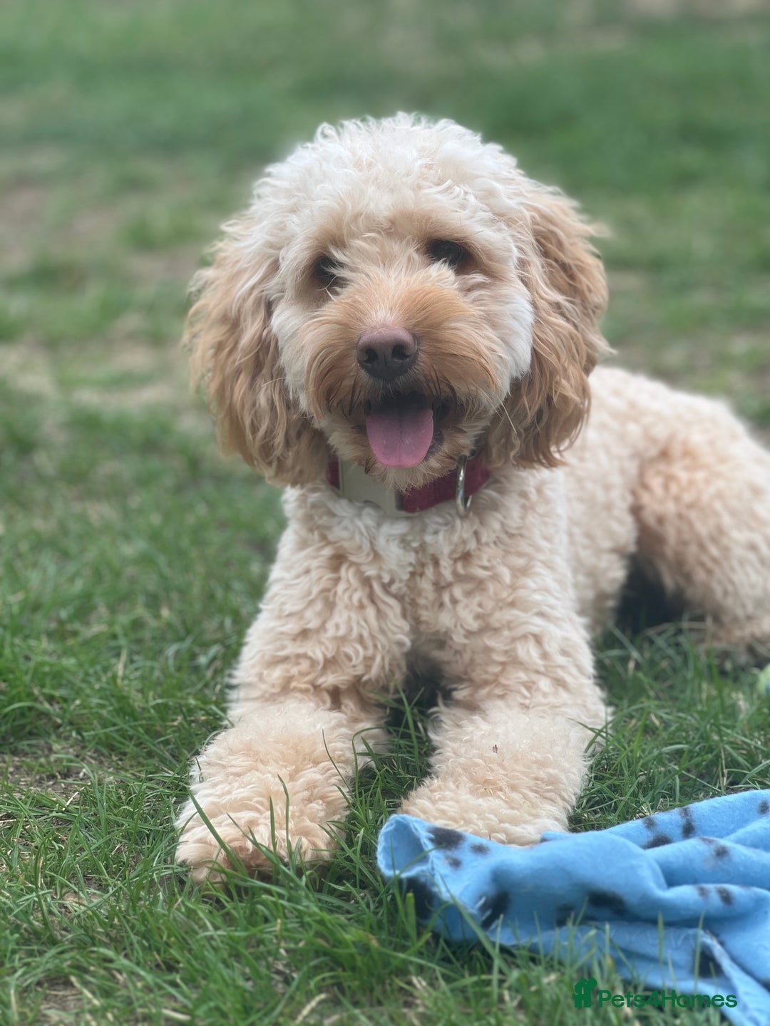 Cockapoo dogs for stud: Cockapoo for Stud - Image 1