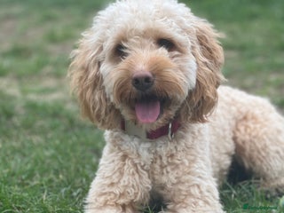 Cockapoo dogs - Advert 1