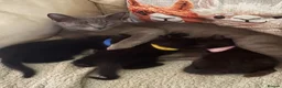 Mixed Breed cats for sale: Lovely black kittens  - Advert 1