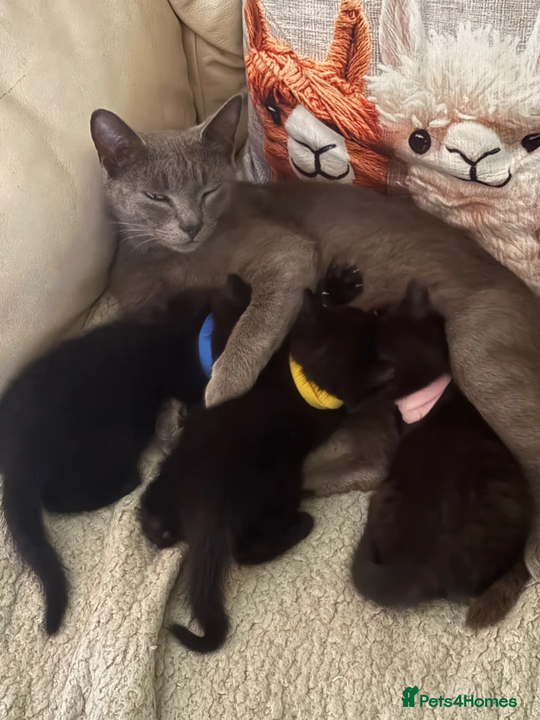 Mixed Breed cats for sale: Lovely black kittens  - Advert 1