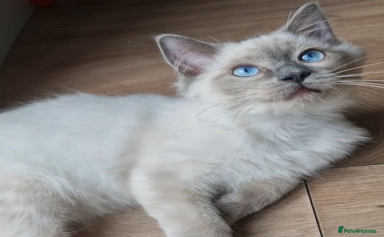 Ragdoll cats - Advert 14