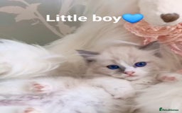 Ragdoll cats for sale: Health checked purebreed Ragdoll kittens in Mansfield - Image 26