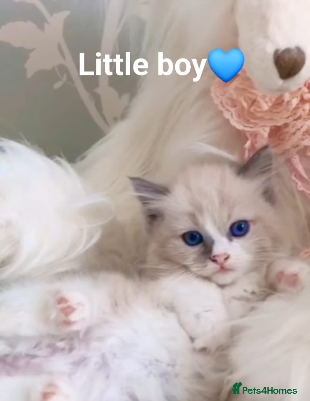 Ragdoll cats for sale: Health checked purebreed Ragdoll kittens in Mansfield - Image 26