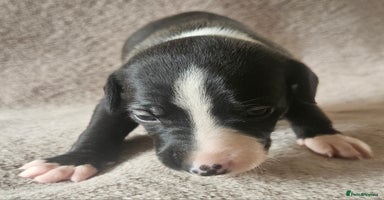 Whippet dogs - Advert 14
