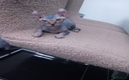 Sphynx cats for sale: Amazing kittens  - Image 2