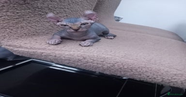 Sphynx cats - Advert 5