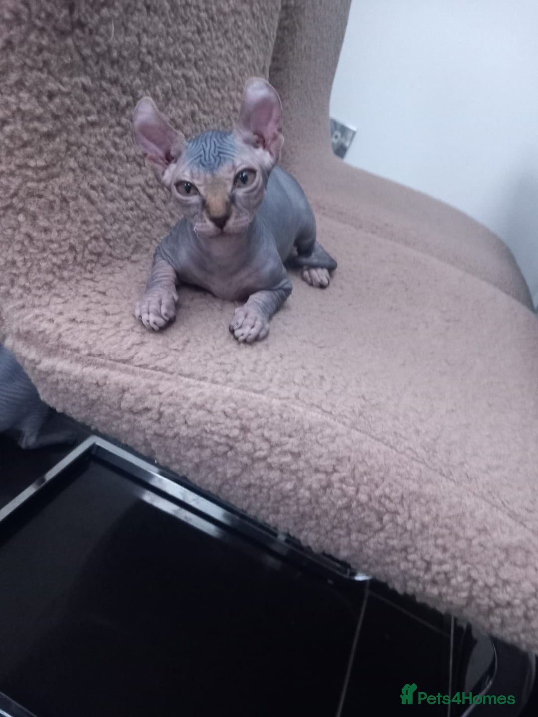 Sphynx cats for sale: Amazing kittens  - Image 2