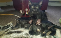 Mixed Breed cats for sale: 4 Beautiful kittens for sale - Image 8