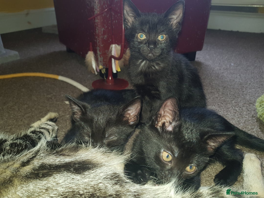 Mixed Breed cats for sale: 4 Beautiful kittens for sale - Image 8