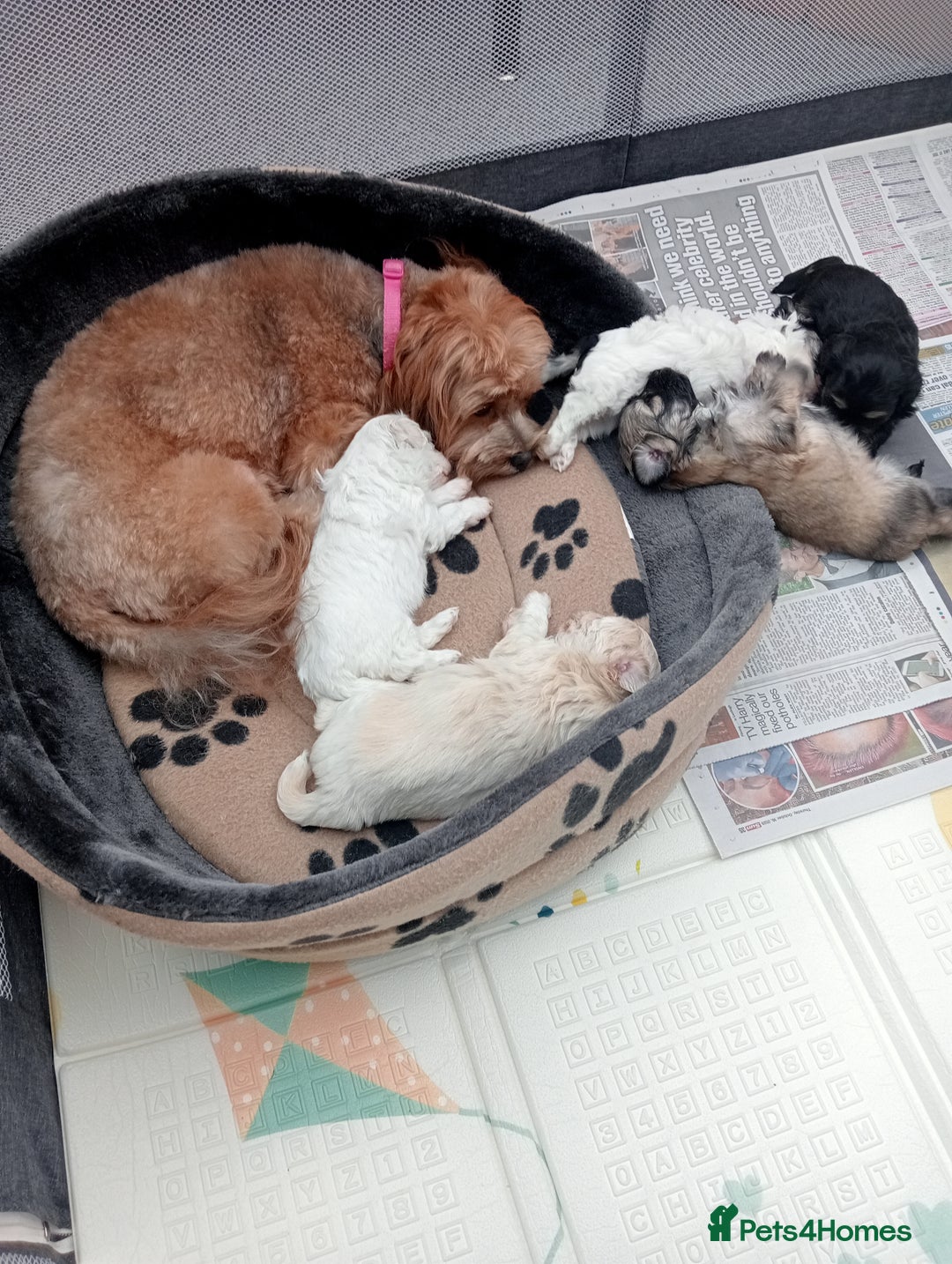 Maltipoo dogs for sale: Stunning Malshipoo pups for sale - Image 6