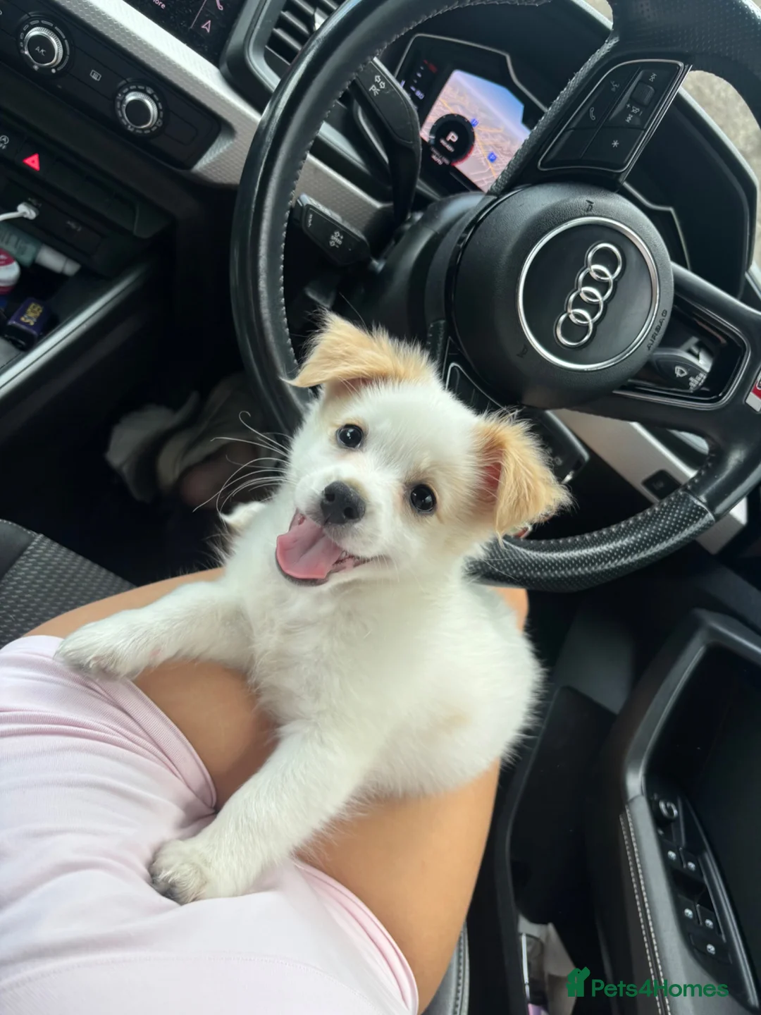 Mixed Breed dogs for sale: Chico in Pershore - Advert 2