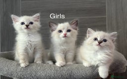 Ragdoll cats for sale: Attention🎈Rare Kitten  - Image 18
