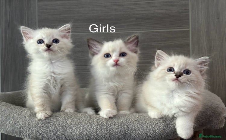 Ragdoll cats - Advert 7