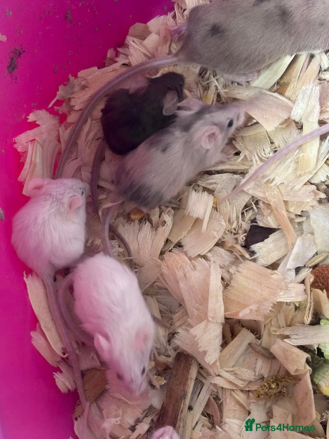 Mouse rodents for sale: Baby mice available - Advert 3