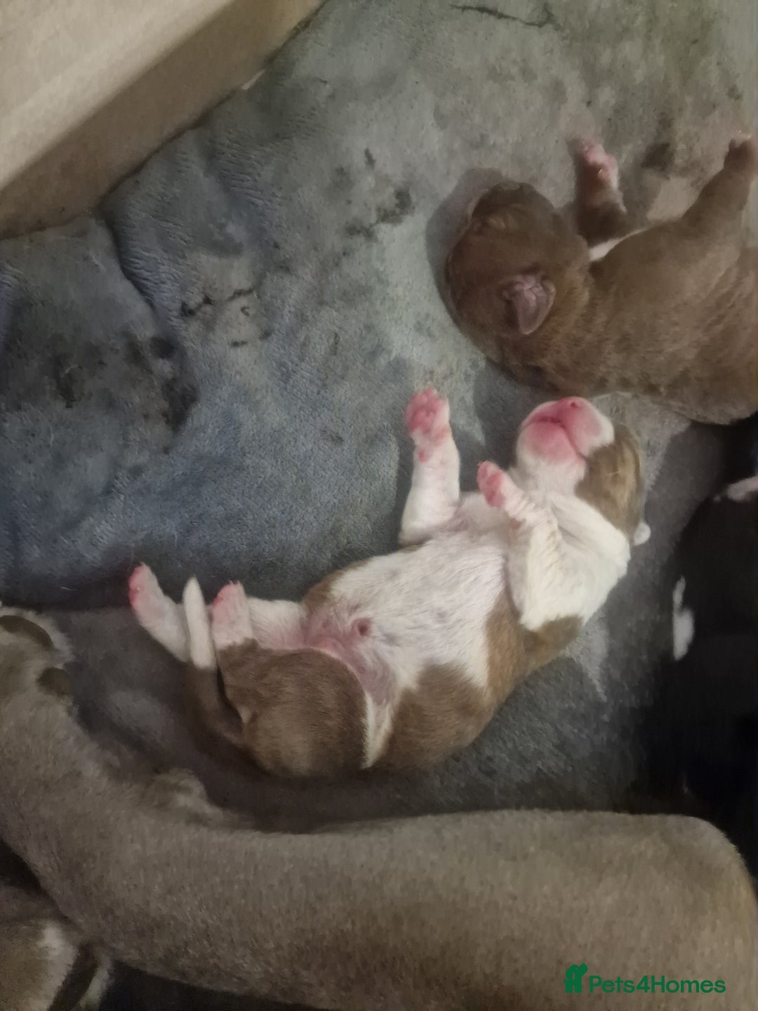 Mixed Breed dogs for sale: Amazing puppys  - Image 6