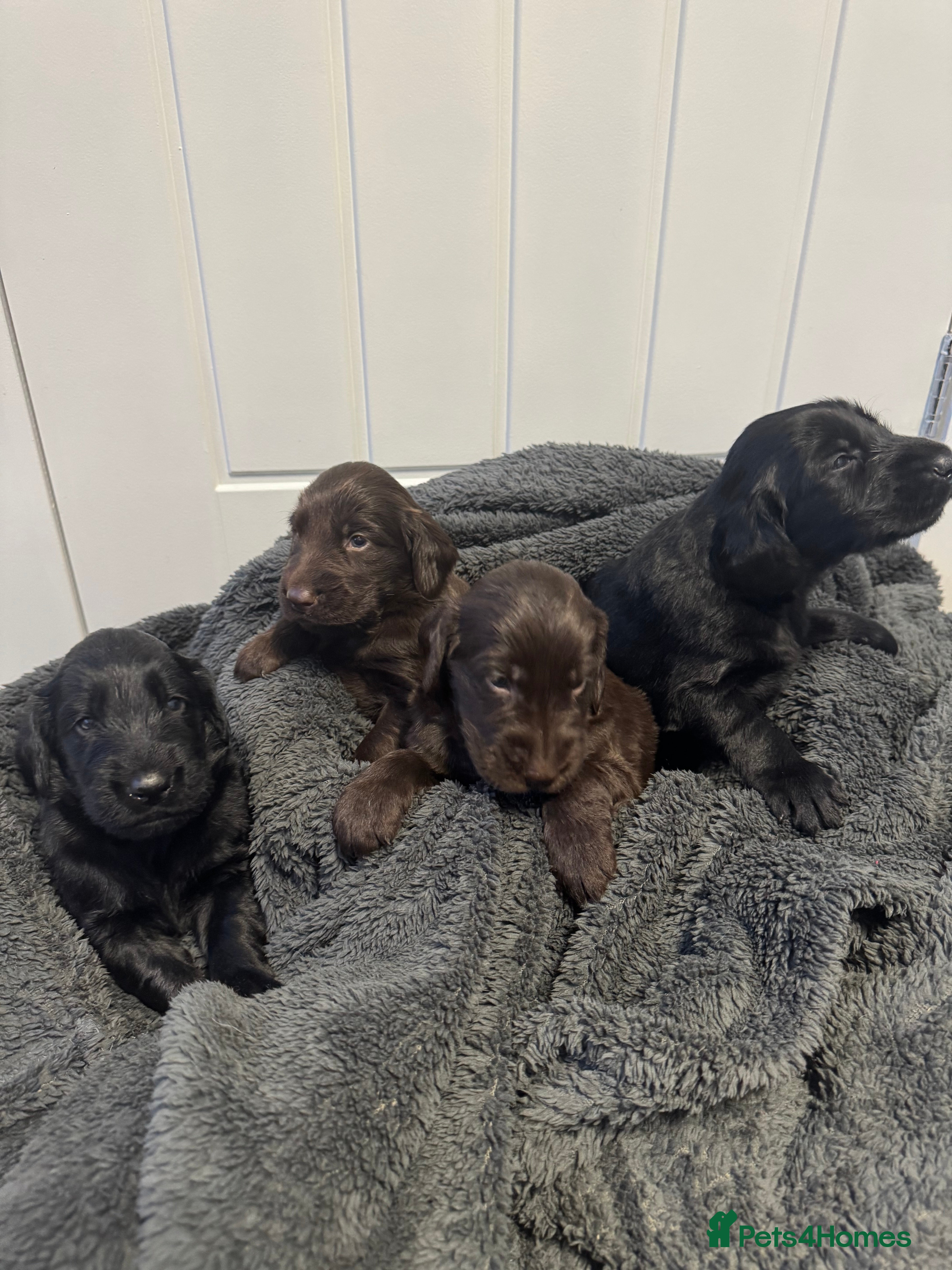 Flat coated Retriever dogs Gorgeous Flat Coated Retriever Puppies  in Peterborough - Advert 1