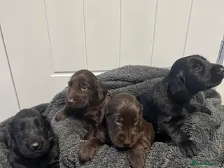 Flat coated Retriever dogs Gorgeous Flat Coated Retriever Puppies in Peterborough - Advert 1