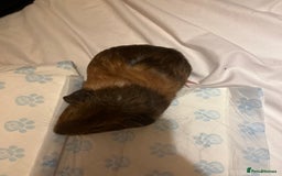 Guinea Pig rodents for sale: guinea pigs  - Image 5