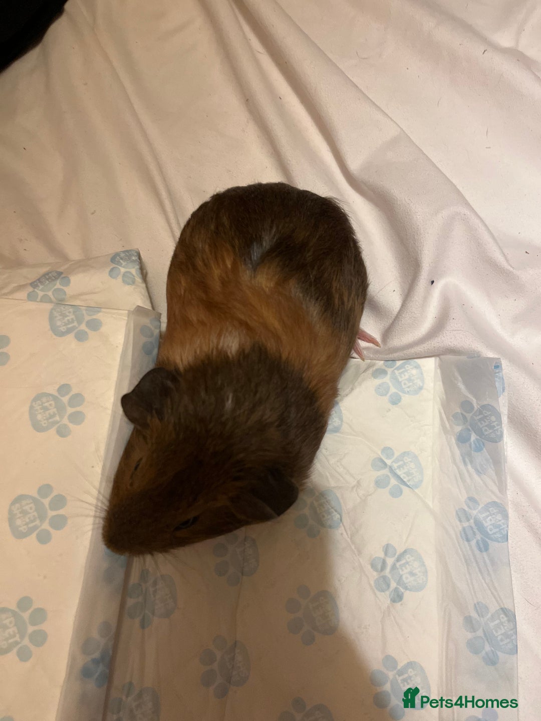 Guinea Pig rodents for sale: guinea pigs  - Image 5