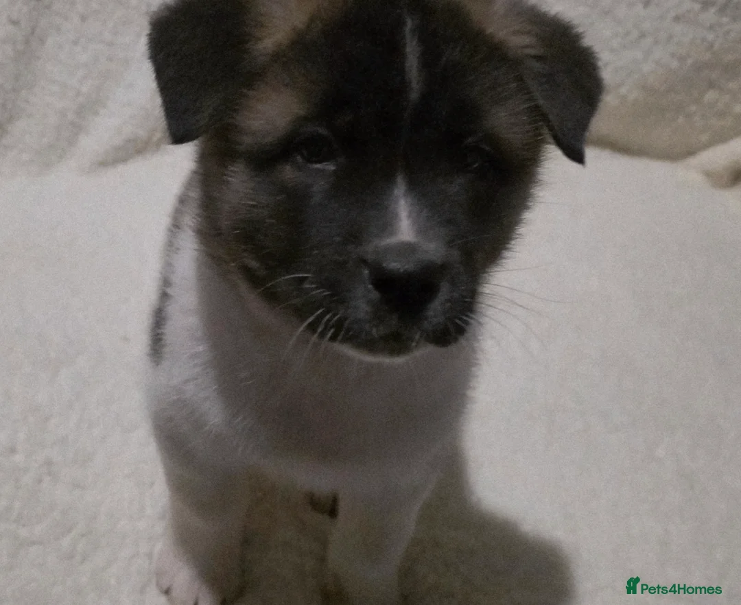 Akita dogs for sale: Beautiful pure breed American Akita puppies  - Advert 4