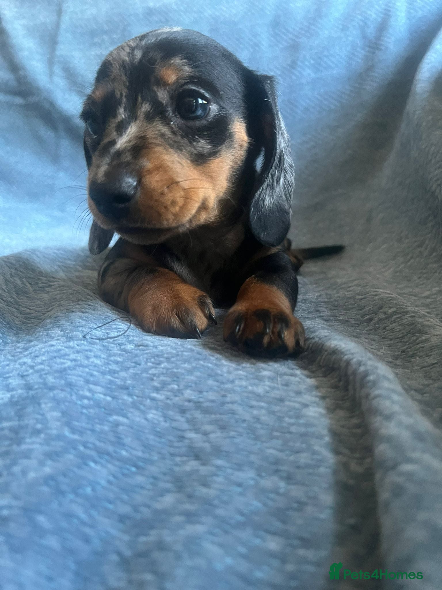 Miniature Dachshund dogs Gorgeous kaninchen/miniature puppies - Advert 12