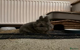 Netherland Dwarf rabbits for sale: Netherland dwarf *INDOOR* - Image 2