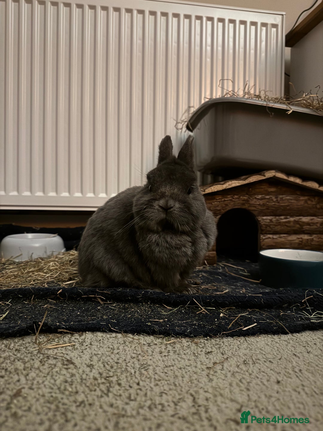 Netherland Dwarf rabbits for sale: Netherland dwarf *INDOOR* - Image 2