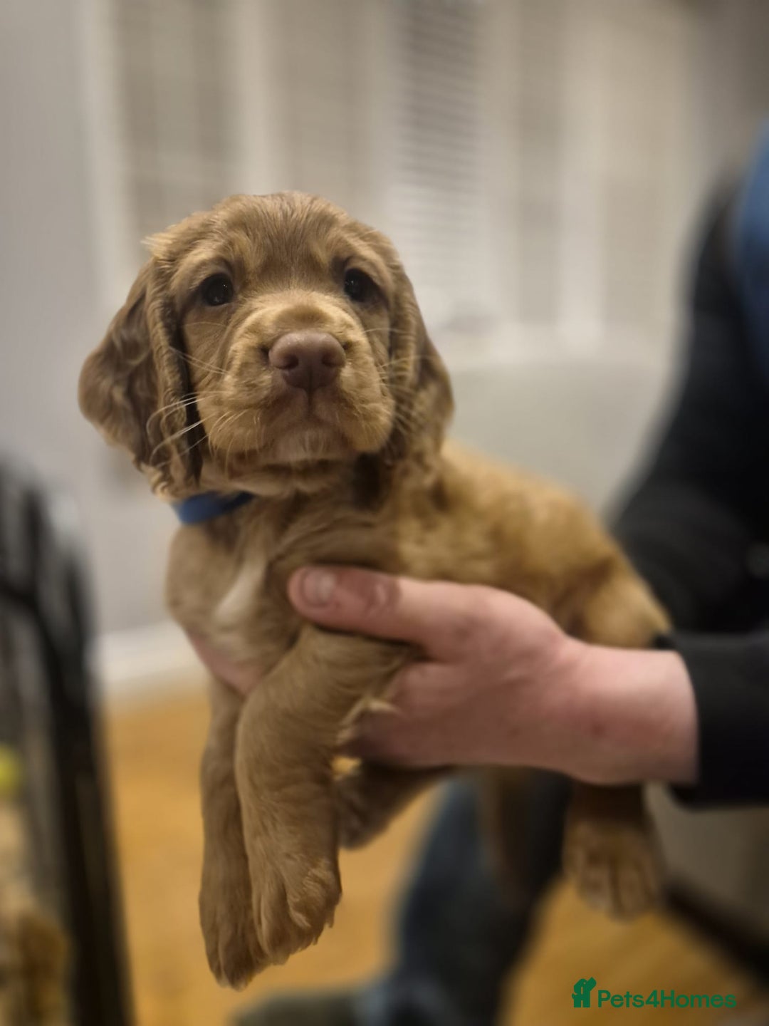 Cocker Spaniel dogs for sale: Working cocker spaniel, kc reg & many FTCH ,3boys - Advert 9