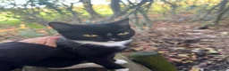 Maine Coon cats for sale: Beautiful Half Maine Coon x Half Persian Kittens - Advert 2